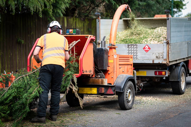 The Steps Involved in Our Tree Care Process in Emporia, VA